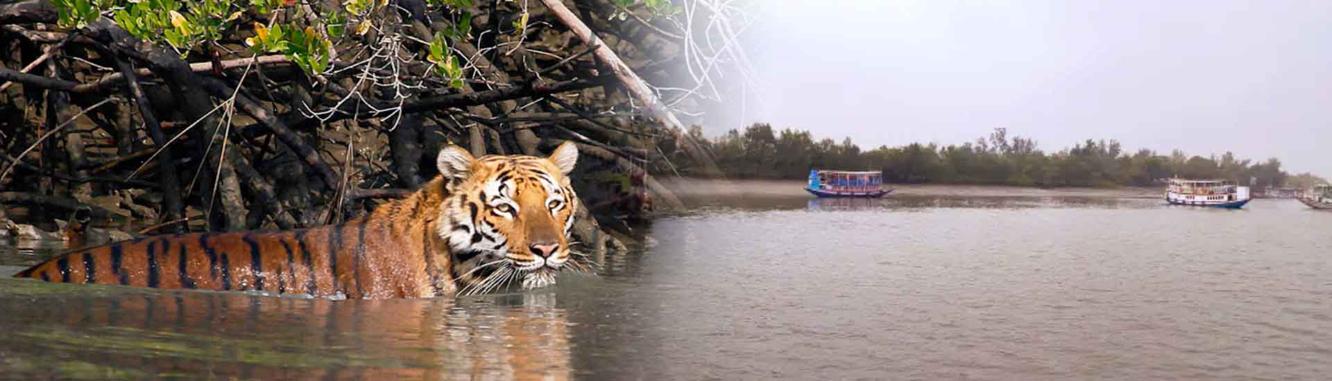 Experience The Calm Beauty Of Sundarban During Summer Holidays