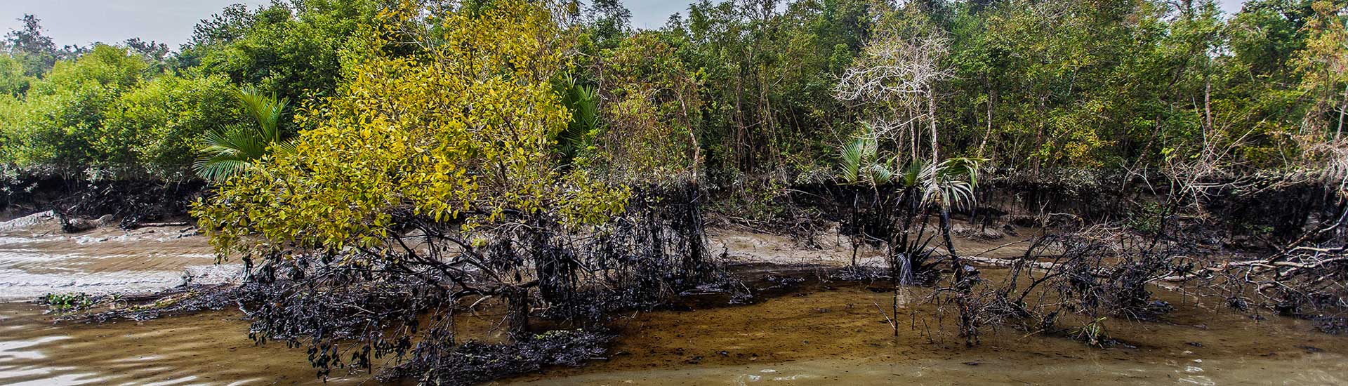 Sundarban Winter Trip from School