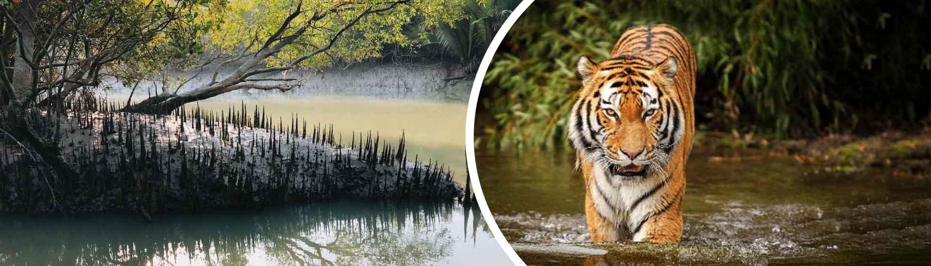 HIDDEN SPOTS IN THE SUNDARBANS MOST TOURISTS MISS
