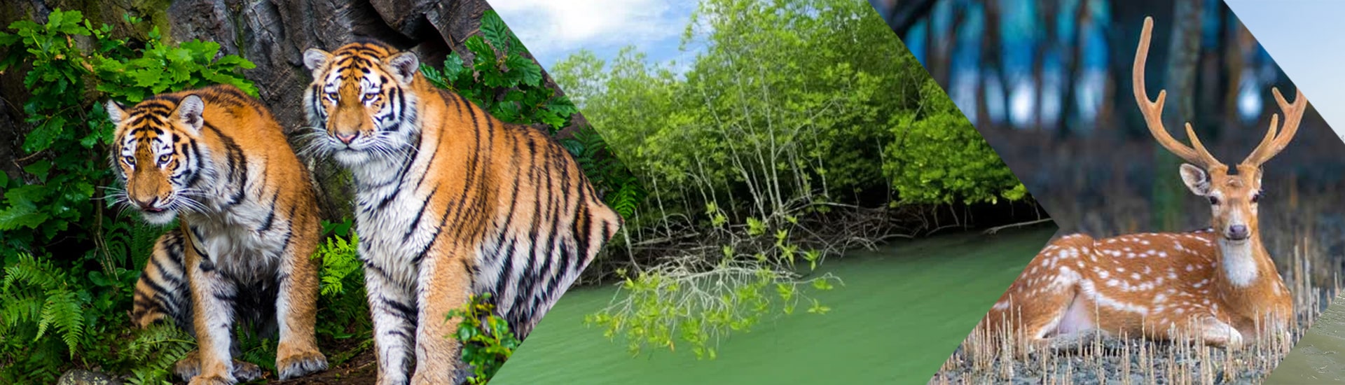 Scope of tourists in Sundarban
