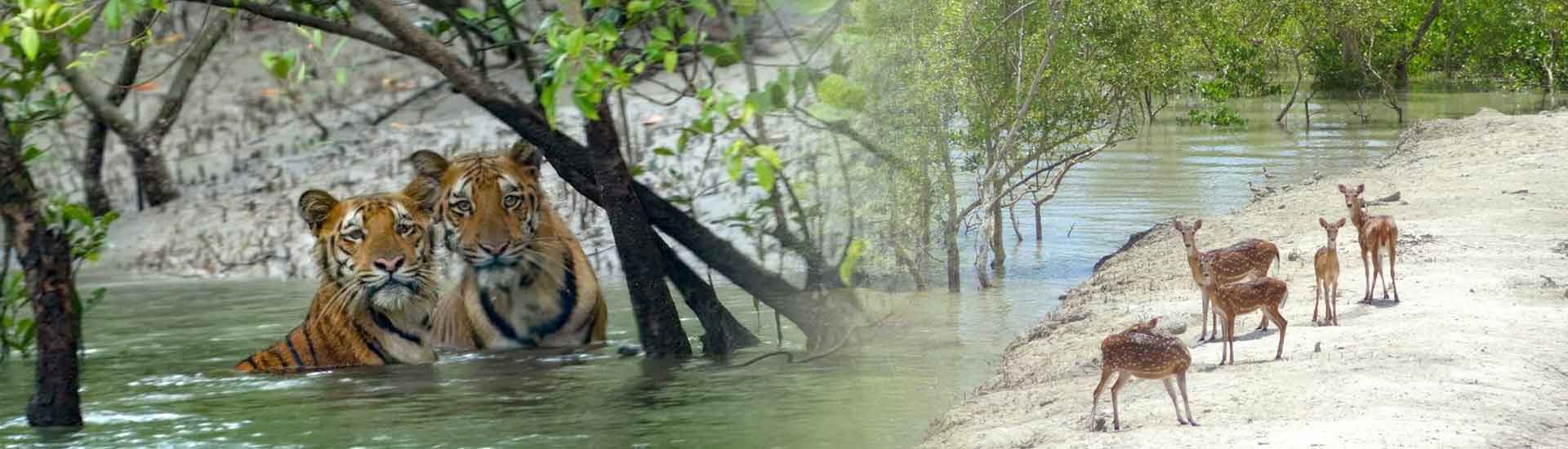 Enjoy Winter in Sundarban Everything You Need to Know