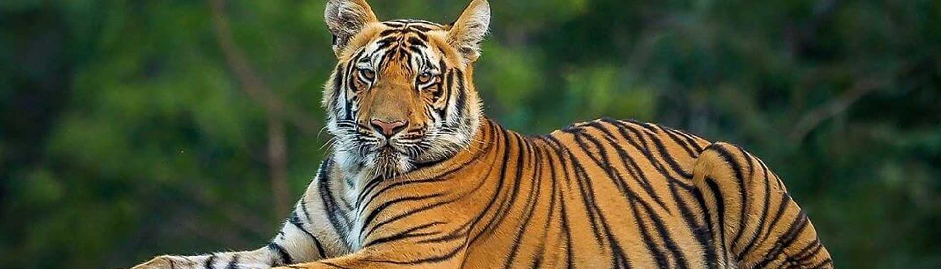 Awareness about Royal Bengal Tiger