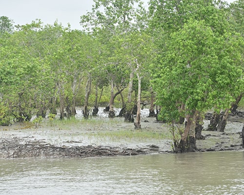 Sundarban 1 Night 2 Days Tour